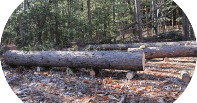 伐採の道具と装備。業者に頼まず自分で木を切る、倒す場合。