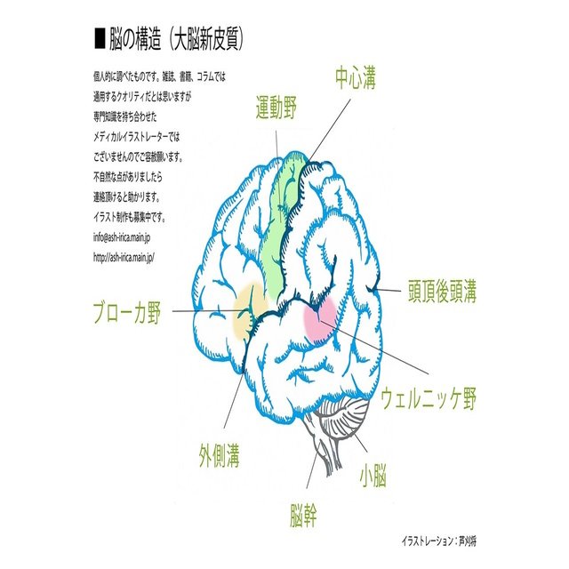 脳 大脳新皮質 イラスト描いてみた イラストレーター芦刈将 Note