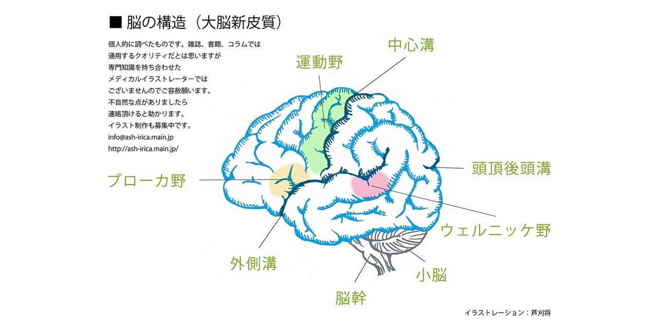 脳 大脳新皮質 イラスト描いてみた イラストレーター芦刈将 Note 脳 大脳新皮質 イラスト描いてみた イラストレーター芦刈将 Note