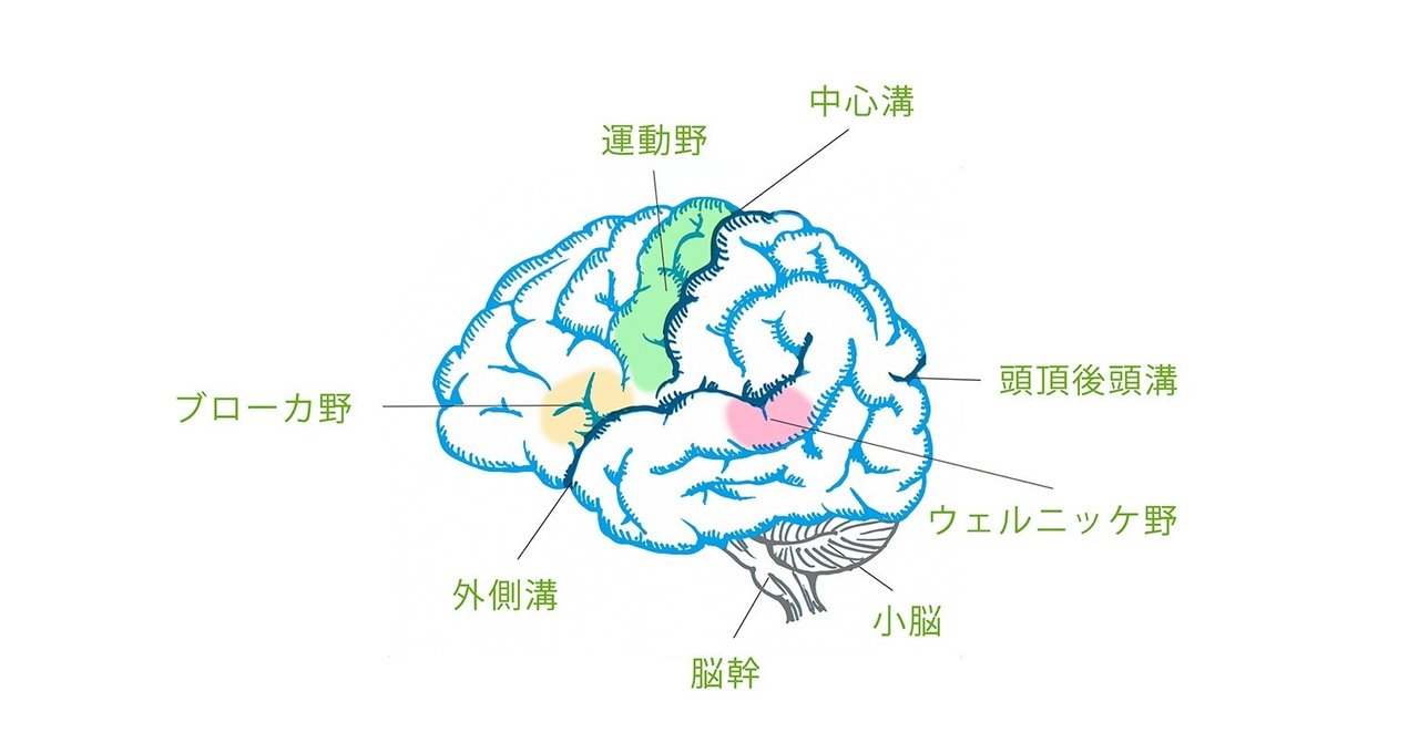 脳 大脳新皮質 イラスト描いてみた イラストレーター芦刈将 Note 脳 大脳新皮質 イラスト描いてみた イラストレーター芦刈将 Note
