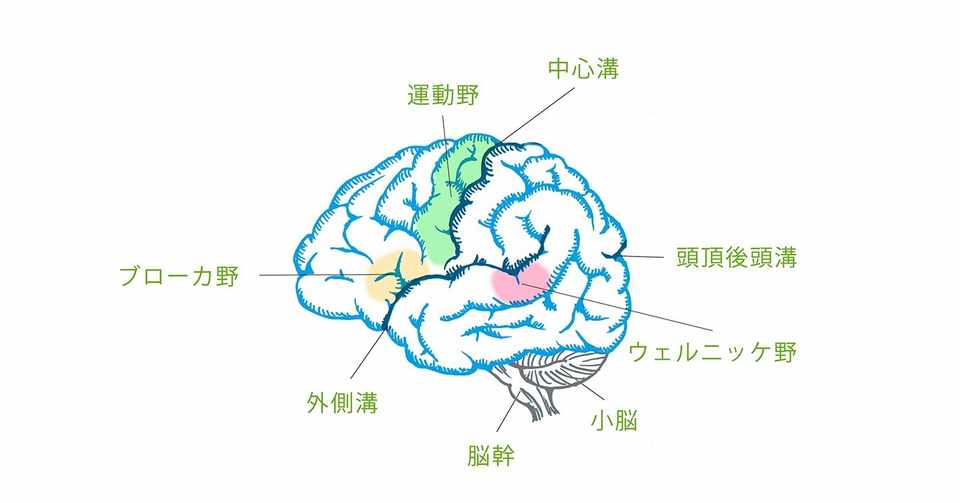 脳 大脳新皮質 イラスト描いてみた イラストレーター芦刈将 Note