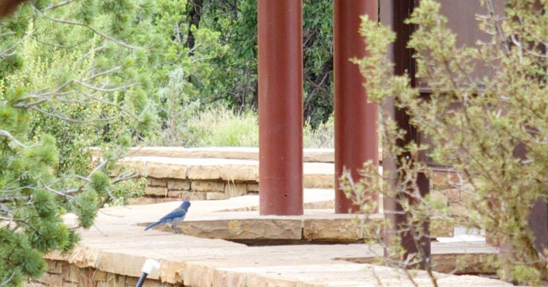 その時、そこにいた幸せの青い鳥〜グランドキャニオン