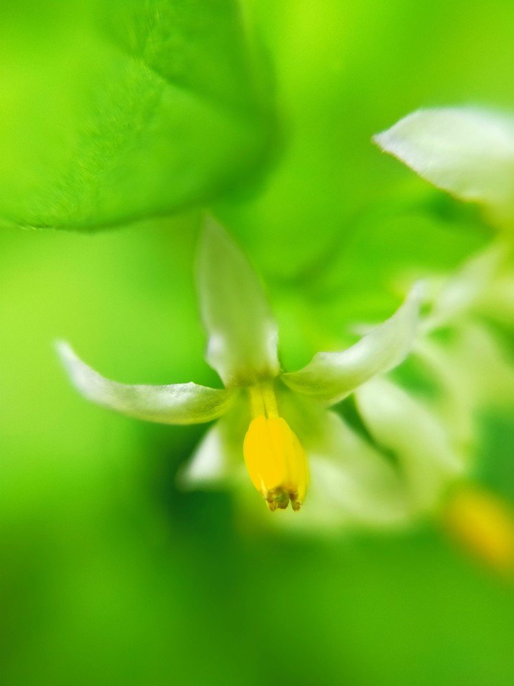 イヌホウズキの花言葉汝を呪う嘘つき真実 の新着タグ記事一覧 Note つくる つながる とどける