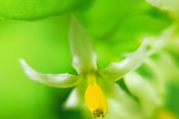 イヌホウズキの花言葉汝を呪う嘘つき真実 の新着タグ記事一覧 Note つくる つながる とどける イヌホウズキの花言葉汝を呪う嘘つき真実 の新着タグ記事一覧 Note つくる つながる とどける