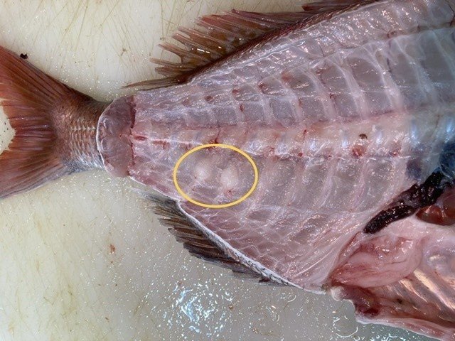 浜辺の骨 耳石 魚の骨 肩甲骨 浜辺の骨 耳石 魚の骨 肩甲骨 魚 アクセサリー