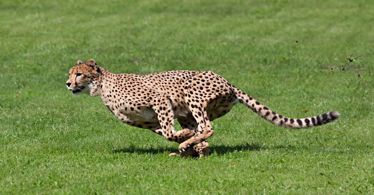 チーターはなぜ足が速いのか ひろteamn Note チーターはなぜ足が速いのか ひろteamn Note