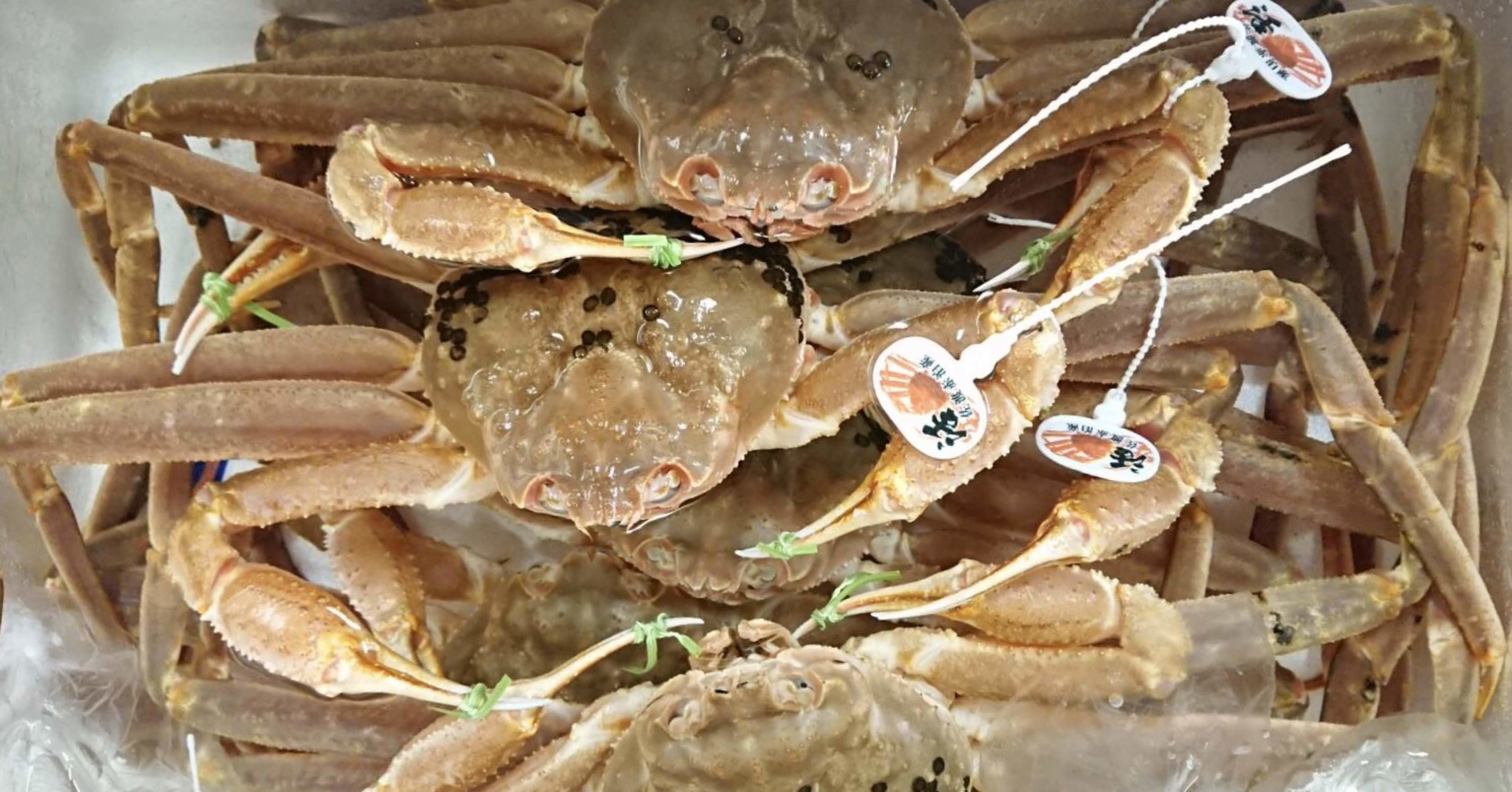 新潟 佐渡沖の本ズワイガニ解禁 鮮魚通販 魚が来る 魚が来る 明日 新潟から 鮮魚通販 Note 新潟 佐渡沖の本ズワイガニ解禁 鮮魚通販 魚が来る 魚が来る 明日 新潟から 鮮魚通販 Note