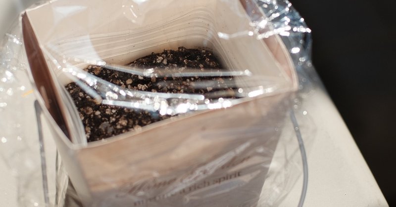 種まき直後 発芽するまで土の表面が乾かないようにラッピング ハタモト Note