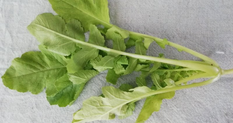 大根の間引き菜 作業台 Note 大根の間引き菜 作業台 Note