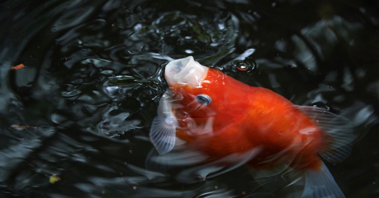 金魚の種類がわかりません の新着タグ記事一覧 Note つくる つながる とどける