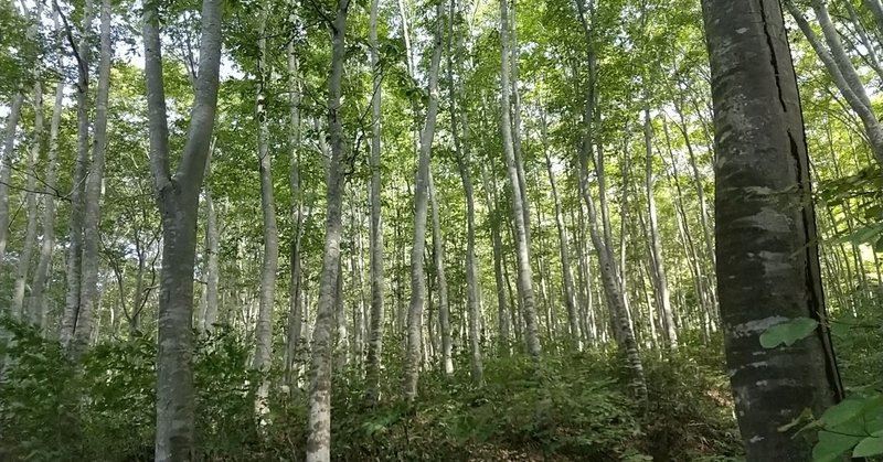 田舎に秋が来た 山へ行こう そして私は藪をこぐ ゆ こりん Note