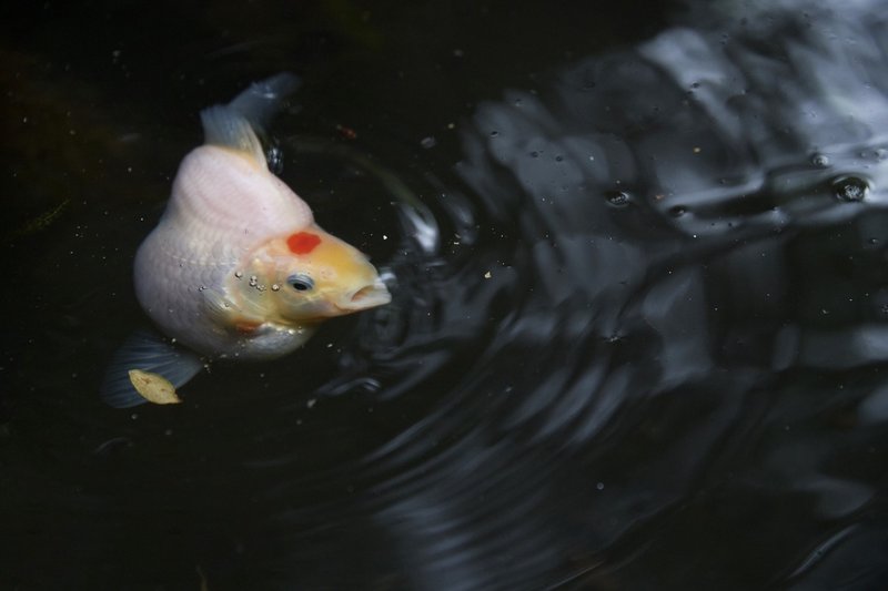 福だるまなのか 玉さばなのか 玉錦なのか 下村しのぶ Note