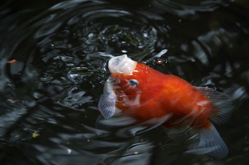 福だるまなのか 玉さばなのか 玉錦なのか 下村しのぶ Note