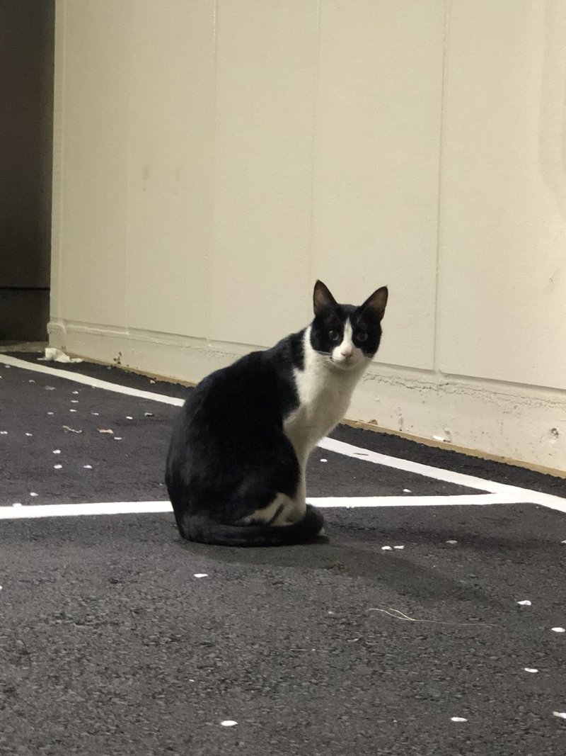 野良猫の拾い方 まとめ 猫のほにゃらら Note