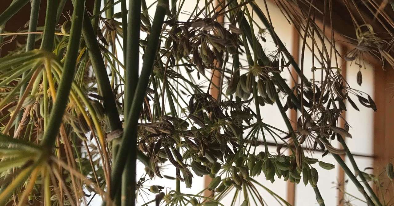 ゆうのうえんさんのフェンネルの芽とうちのフェンネル Soundsurfer Ss と呼んでください Note