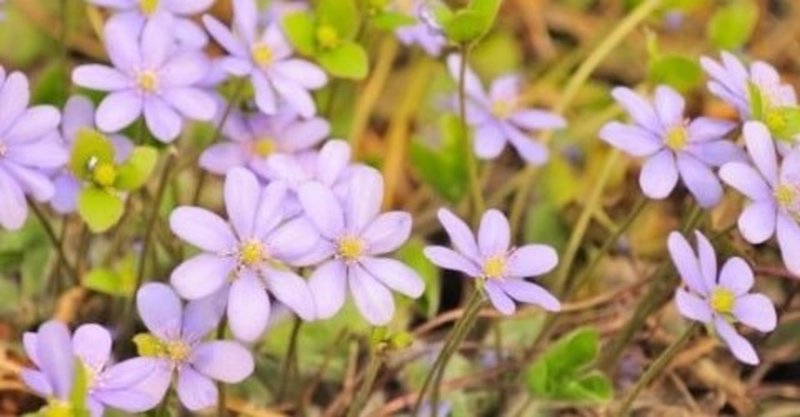 雪割草と花言葉 の新着タグ記事一覧 Note つくる つながる とどける 雪割草と花言葉 の新着タグ記事一覧 Note つくる つながる とどける