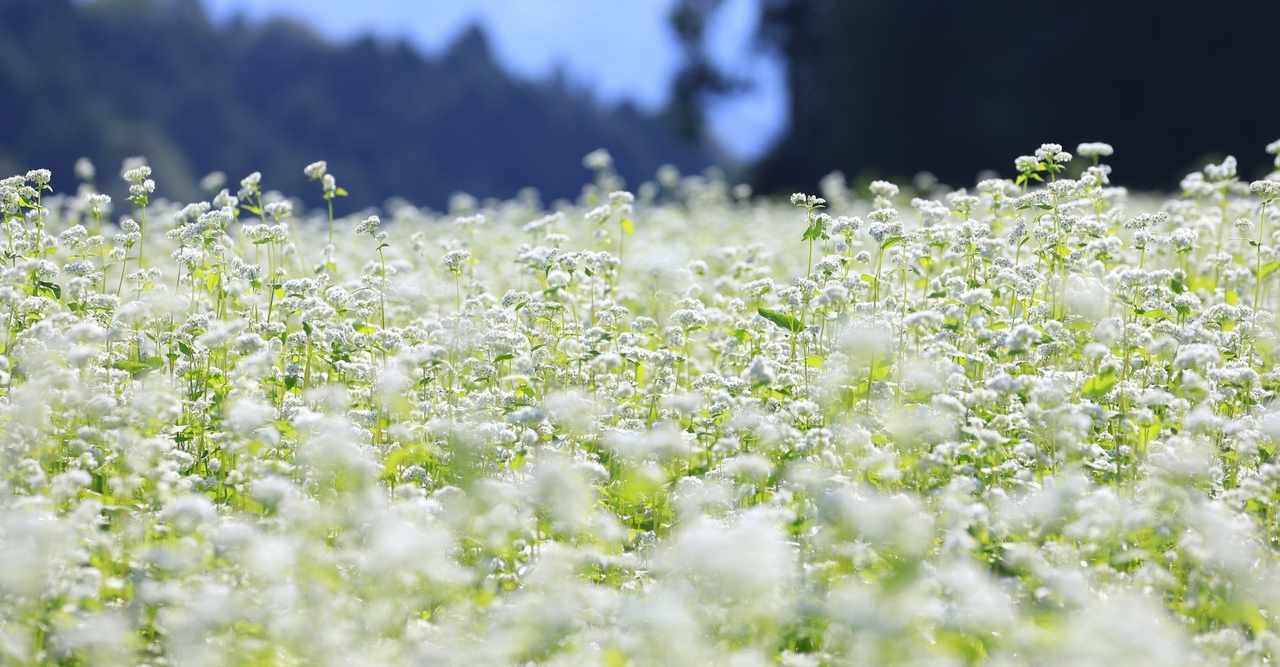 幸福になる味 の新着タグ記事一覧 Note つくる つながる とどける