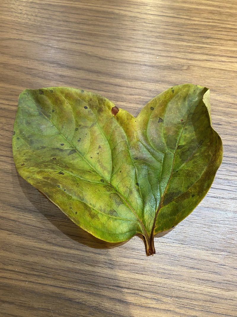 ハート型の柿の葉っぱを見つけました Olive 田舎生活満喫中 Note
