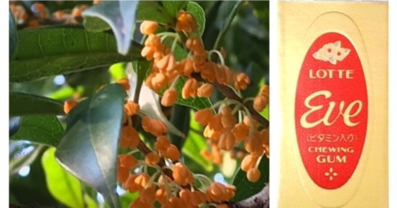 Eveというgum Luna N Note Eveというgum Luna N Note