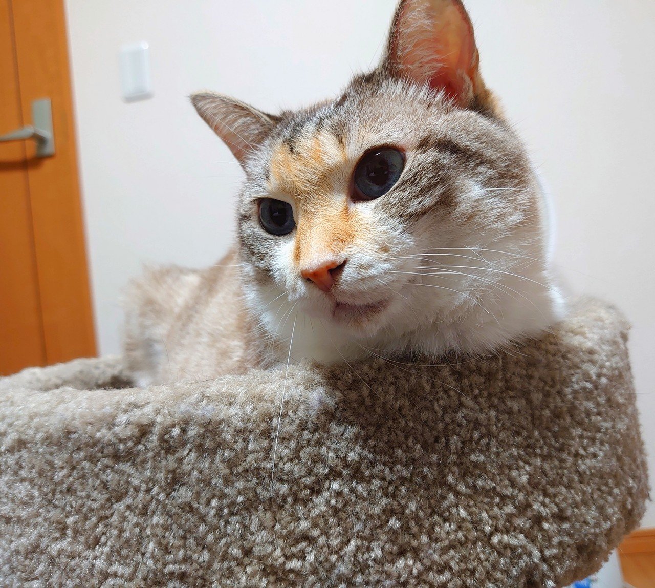 こちらは 抗がん剤治療が始まってから2ヶ月経った猫 鈴木 まめ Note こちらは 抗がん剤治療が始まってから2ヶ月経った猫 鈴木 まめ Note