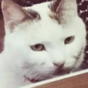 あきやま
