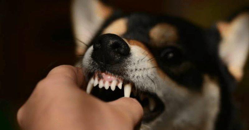 飼い犬に手を噛まれる事案発生-浮気告知編-