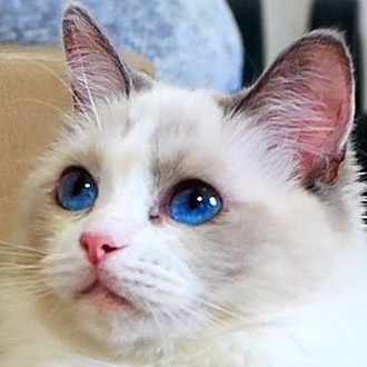 犬のような性格の猫 ラグドールは おうち入って と言うとケージに入ってくれる のん 猫のいる暮らし Note