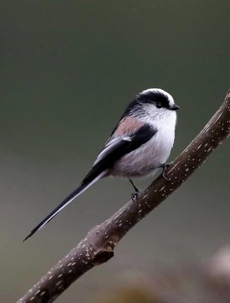 第1279回 日本の尾羽が長い野鳥は?|翆野 大地 第1279回 日本の尾羽が長い野鳥は?|翆野 大地