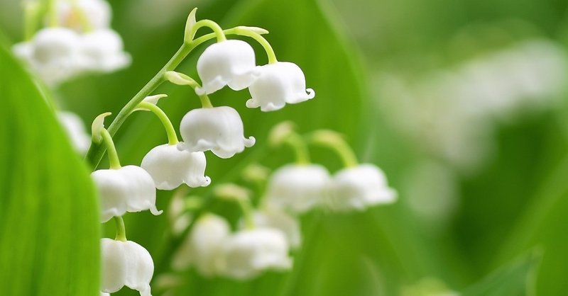 すずらんと宵の明星に憧れるアラフォーが赤毛のアンについて大いに語る その2 浅埜マリ Note