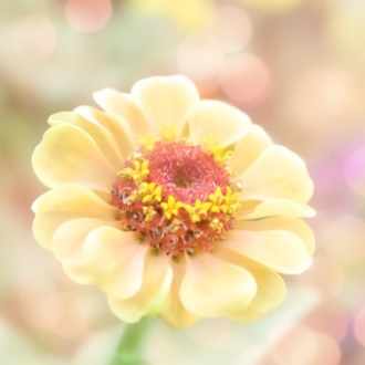 男性と女性はこんなにも違う 男女の違いを理解してラブラブになる方法 日向ゆう Note