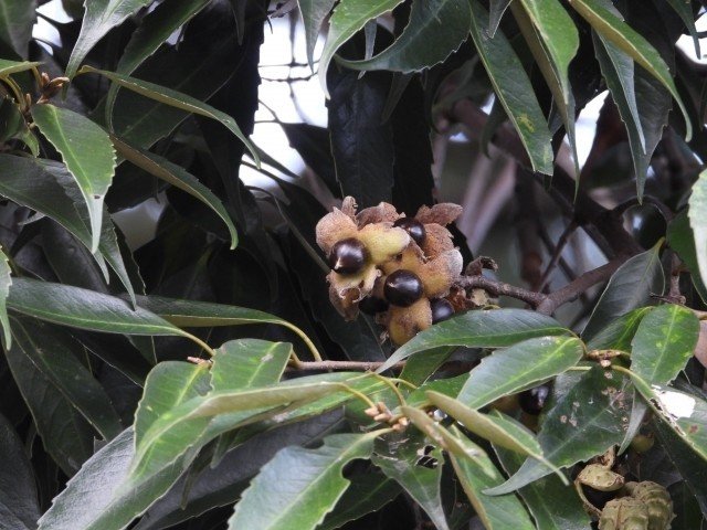 週末投稿 つれづれ有用植物 52 ブナ科シイ属 スダジイ Pingubanana Note 週末投稿 つれづれ有用植物 52 ブナ科シイ属 スダジイ Pingubanana Note