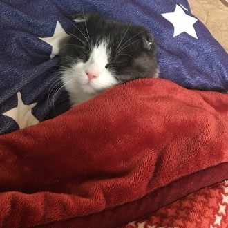 1分で習得 誰でも出来る心理トランプマジック ウポポイ Note