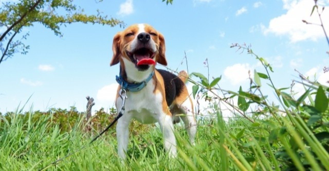 ビーグルってどんな犬 犬の飼い主サポートのplam Note ビーグルってどんな犬 犬の飼い主サポートのplam Note
