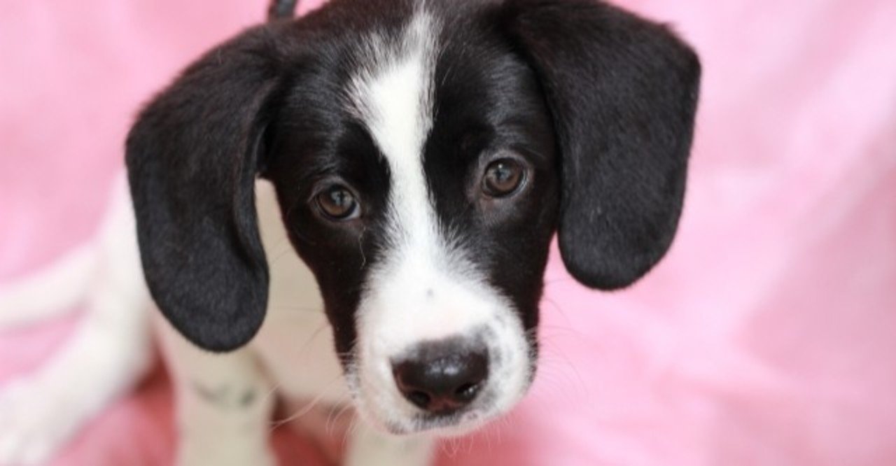 スヌーピー って何犬 犬の飼い主サポートのplam Note スヌーピー って何犬 犬の飼い主サポートのplam Note