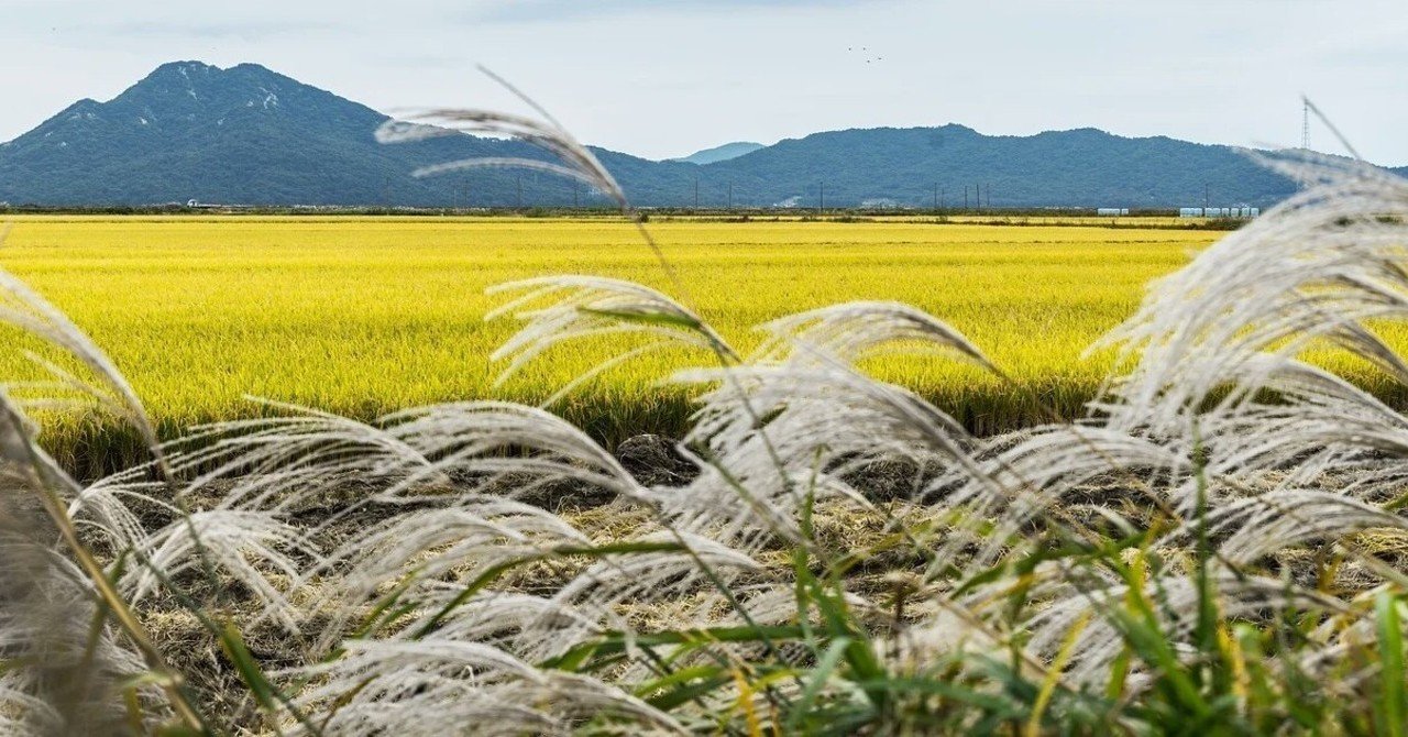 小麦を使わないパンミックス粉とお好み焼きミックス粉 椎良麻喜 物書き ｸﾞﾙﾃﾝﾌﾘｰ 情報 小説 ｴｯｾｲ つぶやき 読書感想 ほぼ毎日note更新 Note