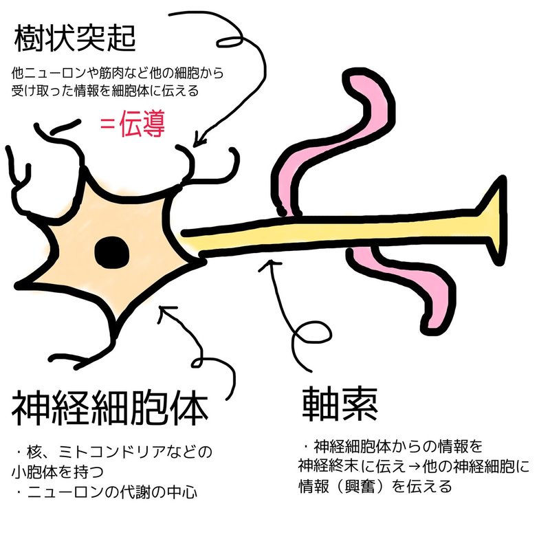 生理学 軸索輸送と興奮の伝導 荻野 沙貴子 Note