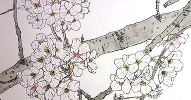 桜 水彩スケッチ 深呼吸 Note