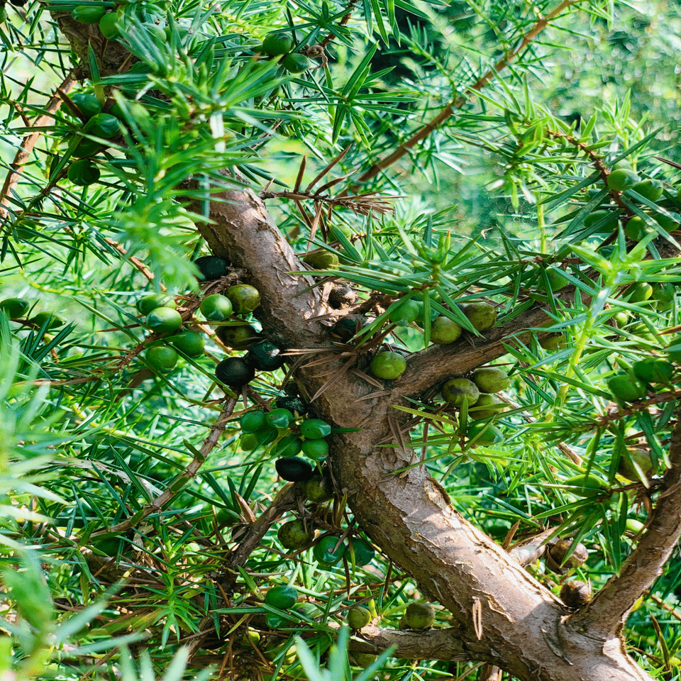 ジュニパーベリー農家 Bar Benfiddich 鹿山博康 Note