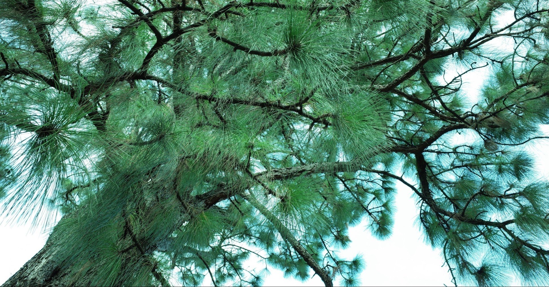 簡単 手作り 松葉茶をつくって飲む 洗って 干すだけ Shinmr Note