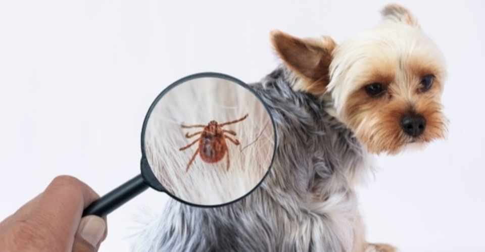 ノミ ダニ予防してますか 犬の飼い主サポートのplam Note