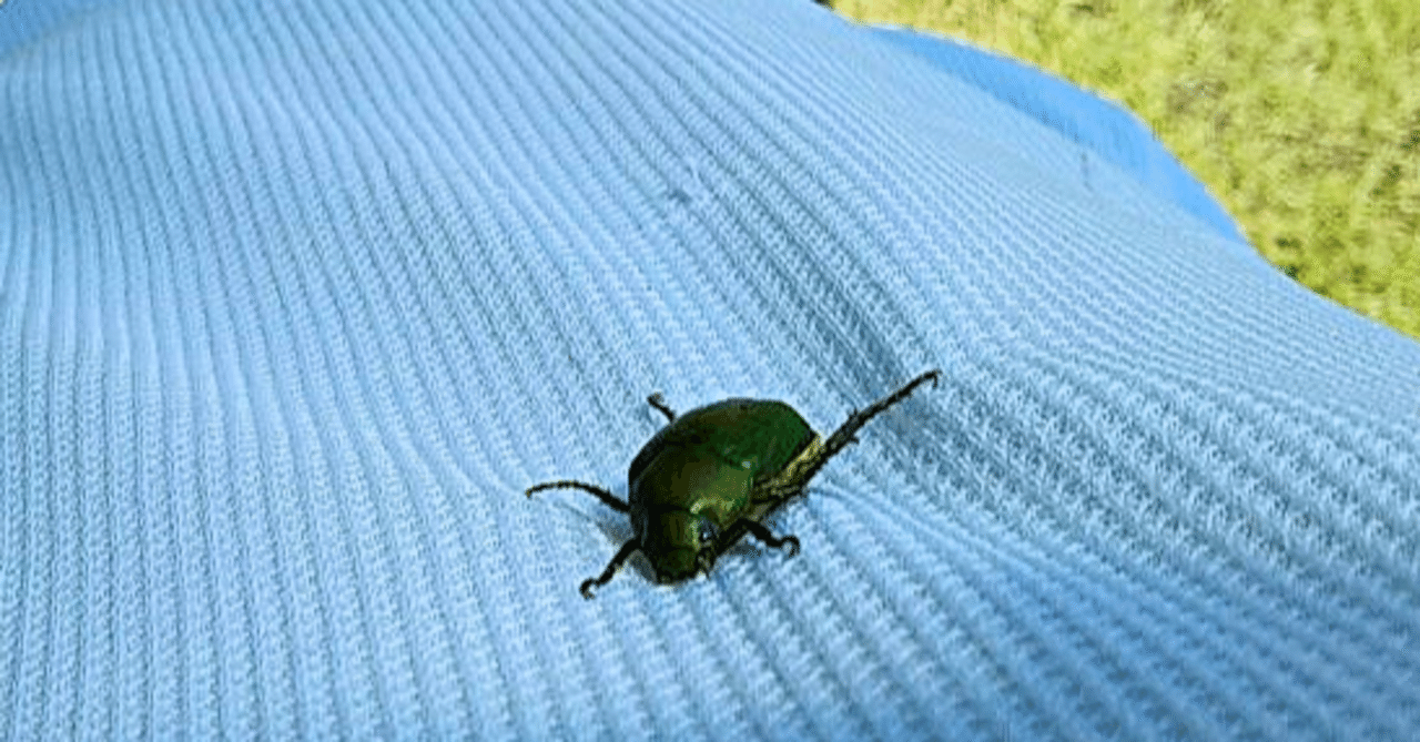 カナブン の新着タグ記事一覧 Note つくる つながる とどける カナブン の新着タグ記事一覧 Note つくる つながる とどける