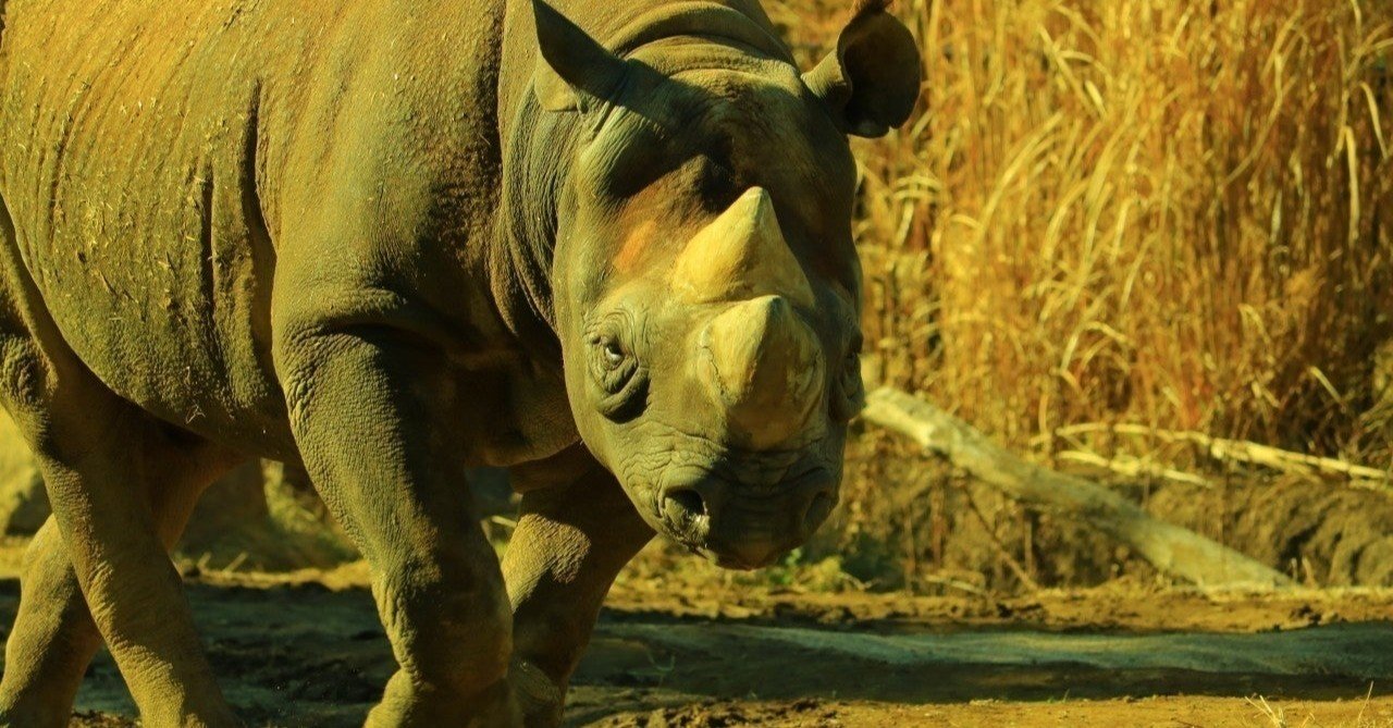 ポケモン ドサイドンの育成論と対策 トリル型 ハチマキ型 タヌト Note ポケモン ドサイドンの育成論と対策 トリル型 ハチマキ型 タヌト Note