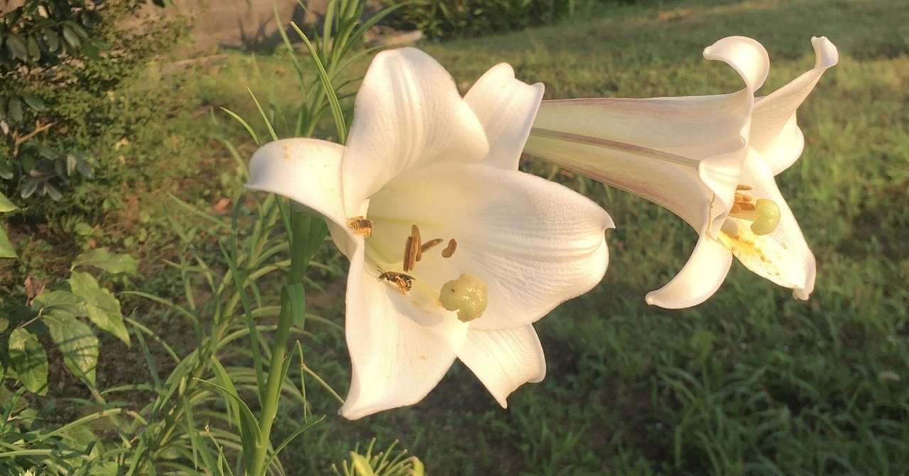 デレステ ライブパーティーを試す みーにん Note デレステ ライブパーティーを試す みーにん Note