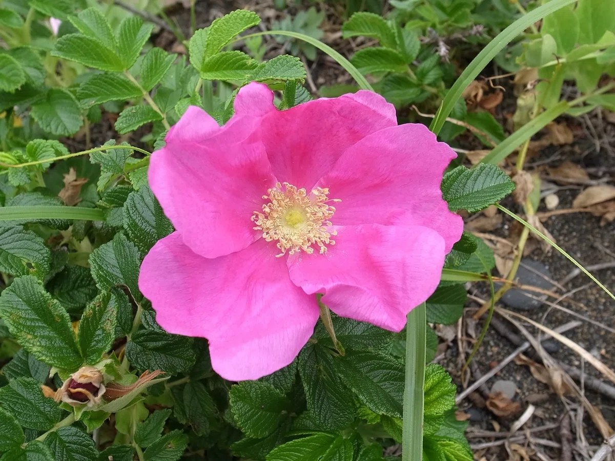 画像18
