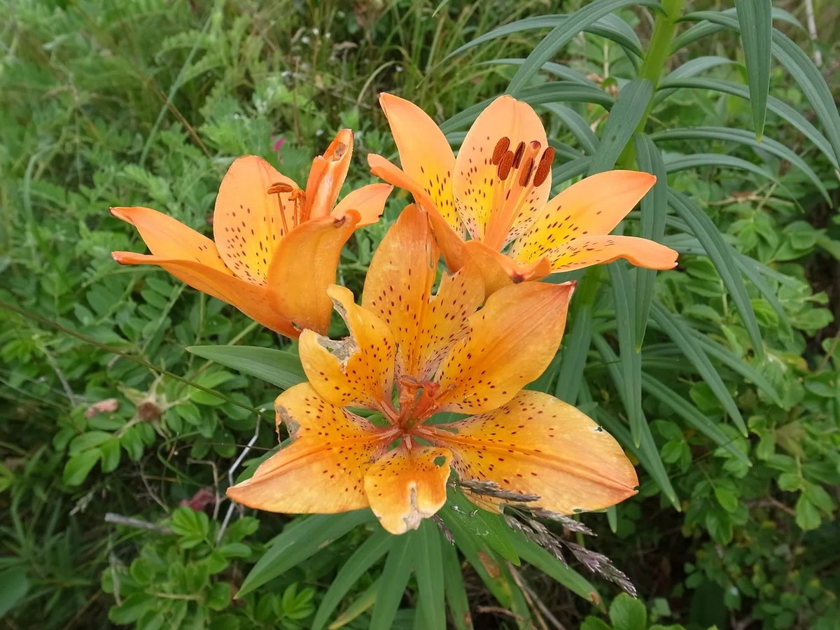 画像19