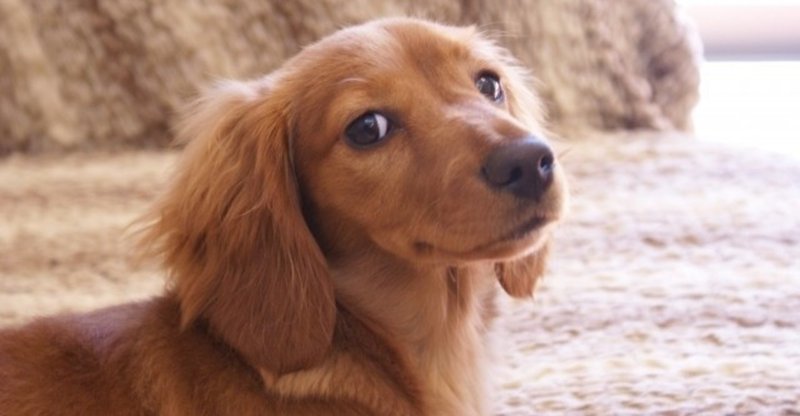 犬バベシア症ってどんな病気 犬の飼い主サポートのplam Note
