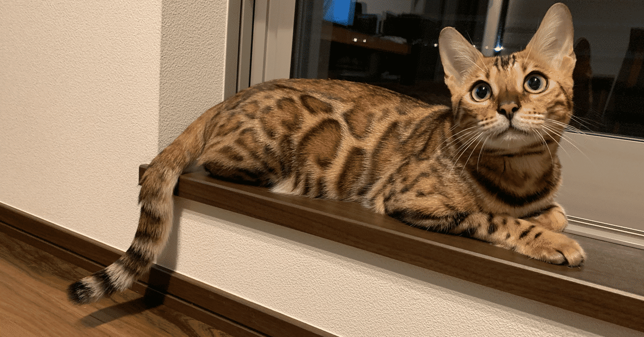 ベンガル猫 の新着タグ記事一覧 Note つくる つながる とどける