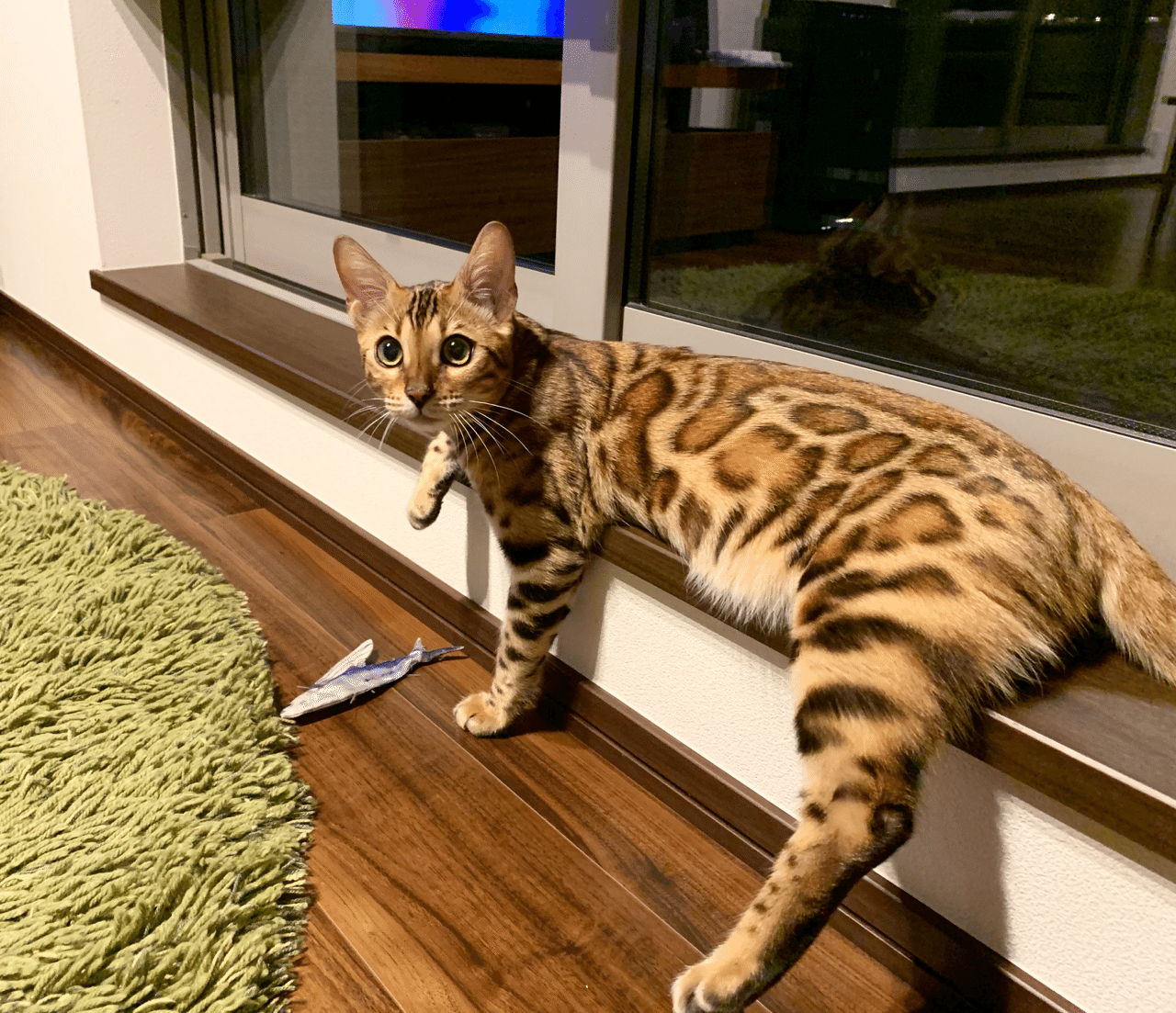 どうしてベンガル猫 A Little Lennon Note