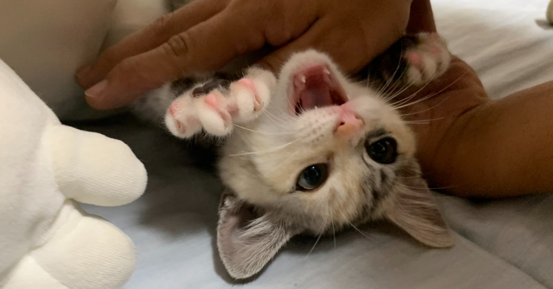 猫ちゃんのカミカミ期 Beiluck Note