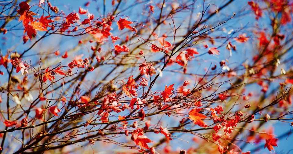 秋アニメ1話見た感想をメモっていく Juri Note